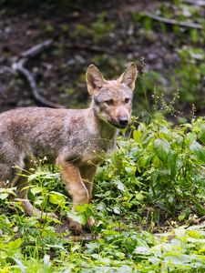 Preview wallpaper wolf cub, wolf, cub, wildlife, predator, plants