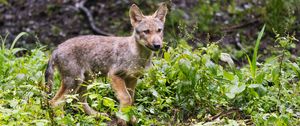 Preview wallpaper wolf cub, wolf, cub, wildlife, predator, plants