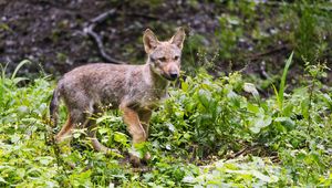 Preview wallpaper wolf cub, wolf, cub, wildlife, predator, plants