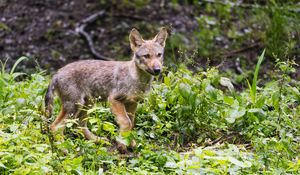 Preview wallpaper wolf cub, wolf, cub, wildlife, predator, plants