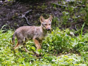 Preview wallpaper wolf cub, wolf, cub, wildlife, predator, plants