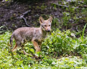 Preview wallpaper wolf cub, wolf, cub, wildlife, predator, plants