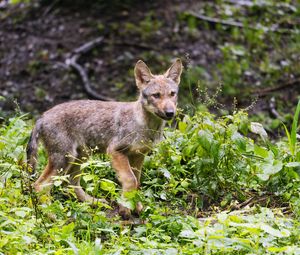 Preview wallpaper wolf cub, wolf, cub, wildlife, predator, plants