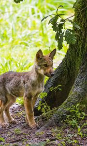 Preview wallpaper wolf cub, wolf, cub, wildlife, predator, tree