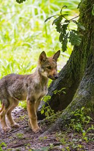 Preview wallpaper wolf cub, wolf, cub, wildlife, predator, tree