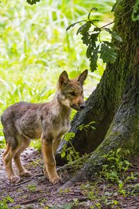 Preview wallpaper wolf cub, wolf, cub, wildlife, predator, tree