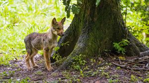 Preview wallpaper wolf cub, wolf, cub, wildlife, predator, tree