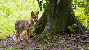 Preview wallpaper wolf cub, wolf, cub, wildlife, predator, tree