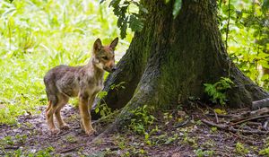 Preview wallpaper wolf cub, wolf, cub, wildlife, predator, tree