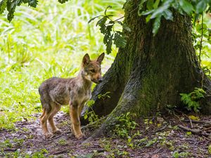 Preview wallpaper wolf cub, wolf, cub, wildlife, predator, tree