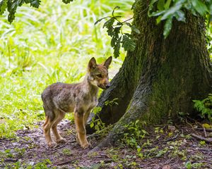 Preview wallpaper wolf cub, wolf, cub, wildlife, predator, tree