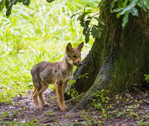 Preview wallpaper wolf cub, wolf, cub, wildlife, predator, tree