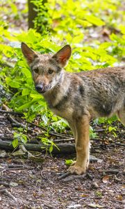 Preview wallpaper wolf cub, wolf, cub, wildlife, predator, forest