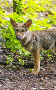 Preview wallpaper wolf cub, wolf, cub, wildlife, predator, forest