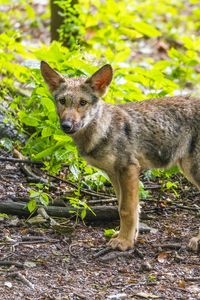 Preview wallpaper wolf cub, wolf, cub, wildlife, predator, forest