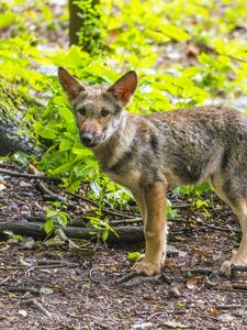 Preview wallpaper wolf cub, wolf, cub, wildlife, predator, forest