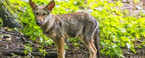 Preview wallpaper wolf cub, wolf, cub, wildlife, predator, forest