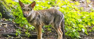 Preview wallpaper wolf cub, wolf, cub, wildlife, predator, forest