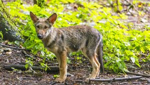 Preview wallpaper wolf cub, wolf, cub, wildlife, predator, forest