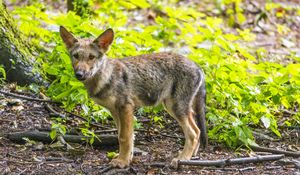 Preview wallpaper wolf cub, wolf, cub, wildlife, predator, forest