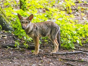 Preview wallpaper wolf cub, wolf, cub, wildlife, predator, forest