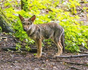 Preview wallpaper wolf cub, wolf, cub, wildlife, predator, forest