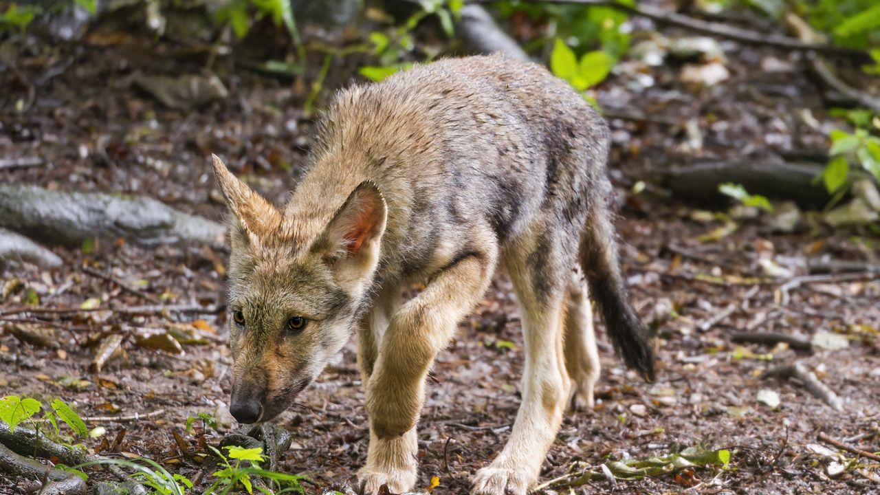 Wallpaper wolf cub, wolf, cub, predator, grass, wildlife