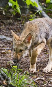 Preview wallpaper wolf cub, wolf, cub, predator, grass, wildlife