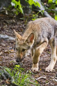 Preview wallpaper wolf cub, wolf, cub, predator, grass, wildlife