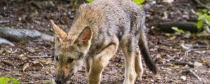 Preview wallpaper wolf cub, wolf, cub, predator, grass, wildlife