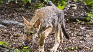 Preview wallpaper wolf cub, wolf, cub, predator, grass, wildlife