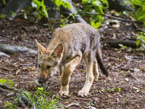 Preview wallpaper wolf cub, wolf, cub, predator, grass, wildlife