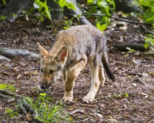 Preview wallpaper wolf cub, wolf, cub, predator, grass, wildlife