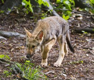 Preview wallpaper wolf cub, wolf, cub, predator, grass, wildlife