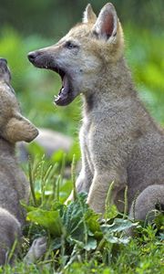 Preview wallpaper wolf cubs, cubs, wolf, grass, couple
