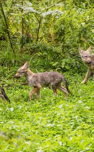 Preview wallpaper wolf cubs, wolves, cubs, wildlife, grass, predators
