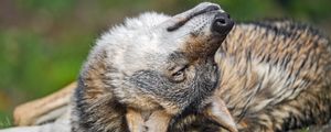 Preview wallpaper wolf, cute, funny, blur, wildlife