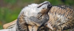 Preview wallpaper wolf, cute, funny, blur, wildlife