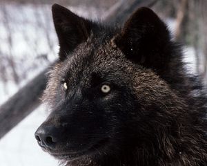 Preview wallpaper wolf, dark, eyes, hair, dog