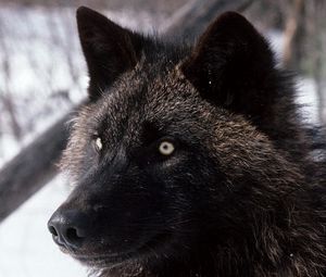 Preview wallpaper wolf, dark, eyes, hair, dog