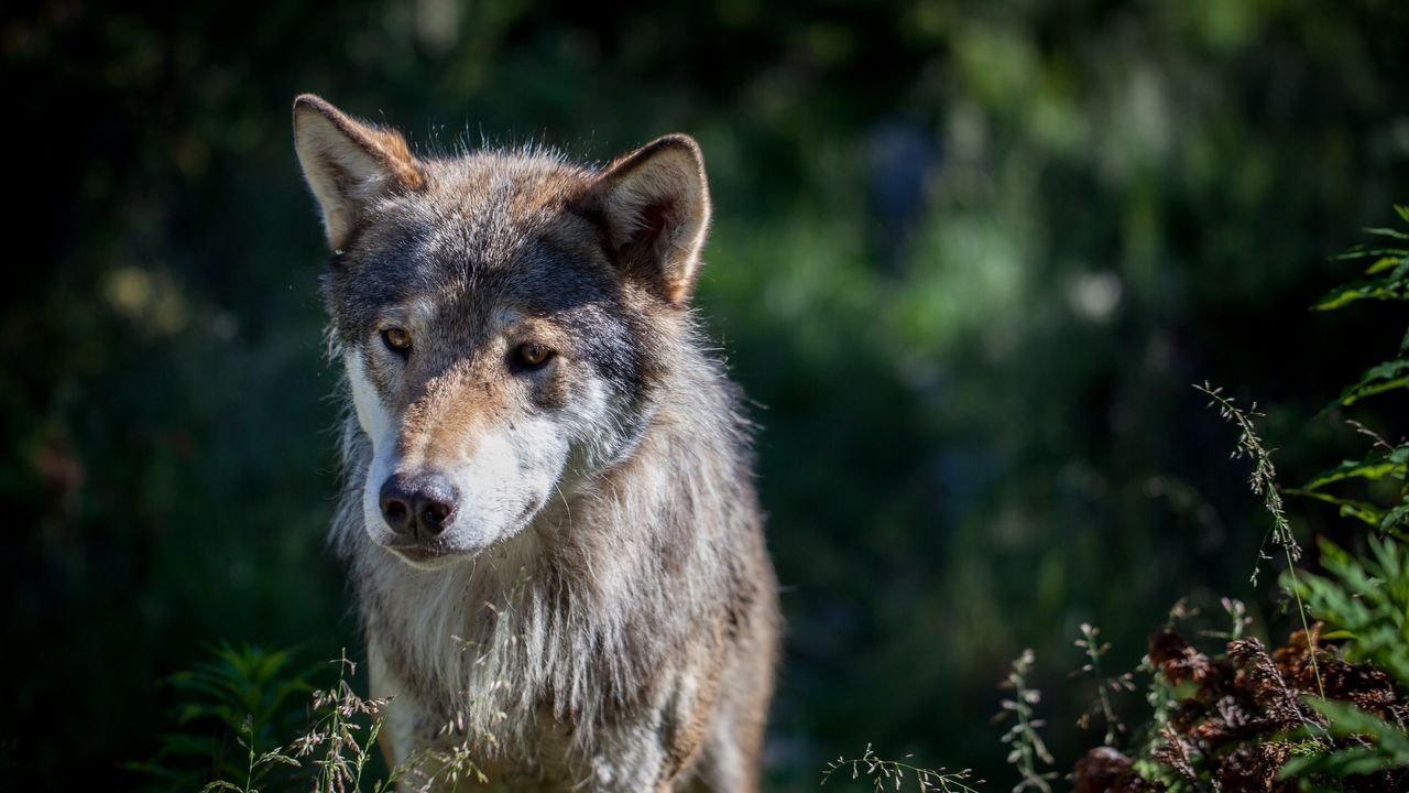 Wallpaper wolf, dog, predator, wildlife