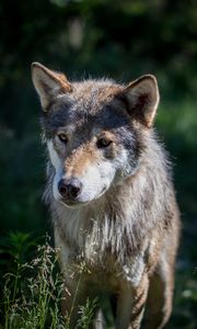 Preview wallpaper wolf, dog, predator, wildlife