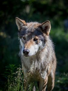 Preview wallpaper wolf, dog, predator, wildlife