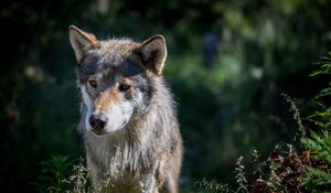 Preview wallpaper wolf, dog, predator, wildlife