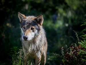Preview wallpaper wolf, dog, predator, wildlife