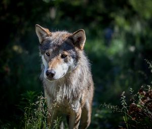 Preview wallpaper wolf, dog, predator, wildlife