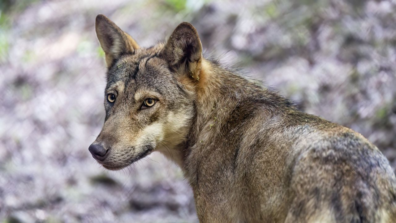Wallpaper wolf, dog, predator, glance, animal