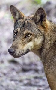 Preview wallpaper wolf, dog, predator, glance, animal