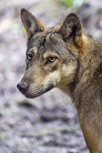 Preview wallpaper wolf, dog, predator, glance, animal