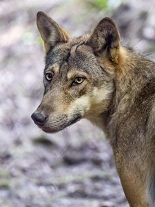 Preview wallpaper wolf, dog, predator, glance, animal